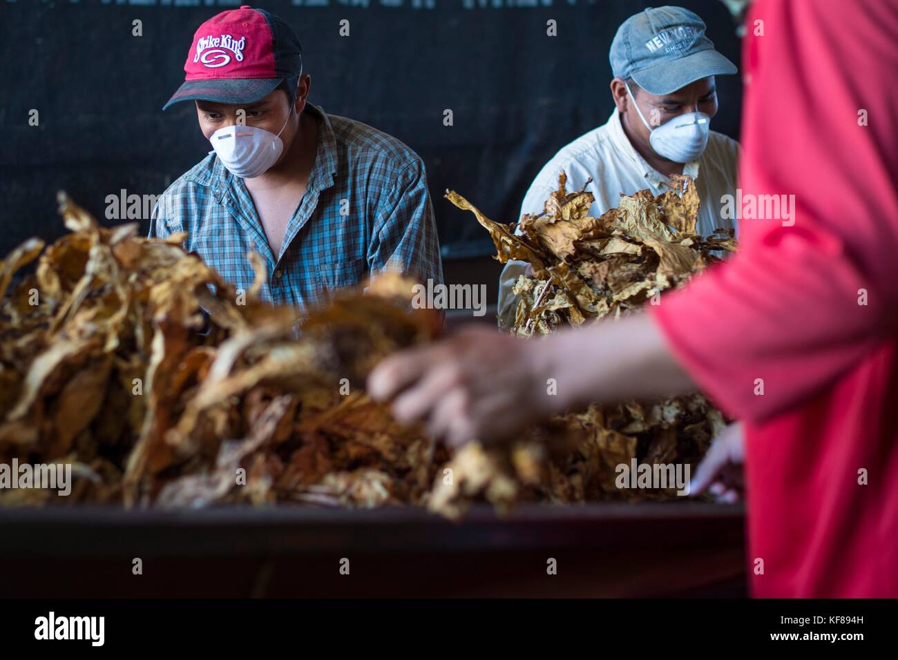 Farm hands process cured tobacco leaves at Scott Family Farms
