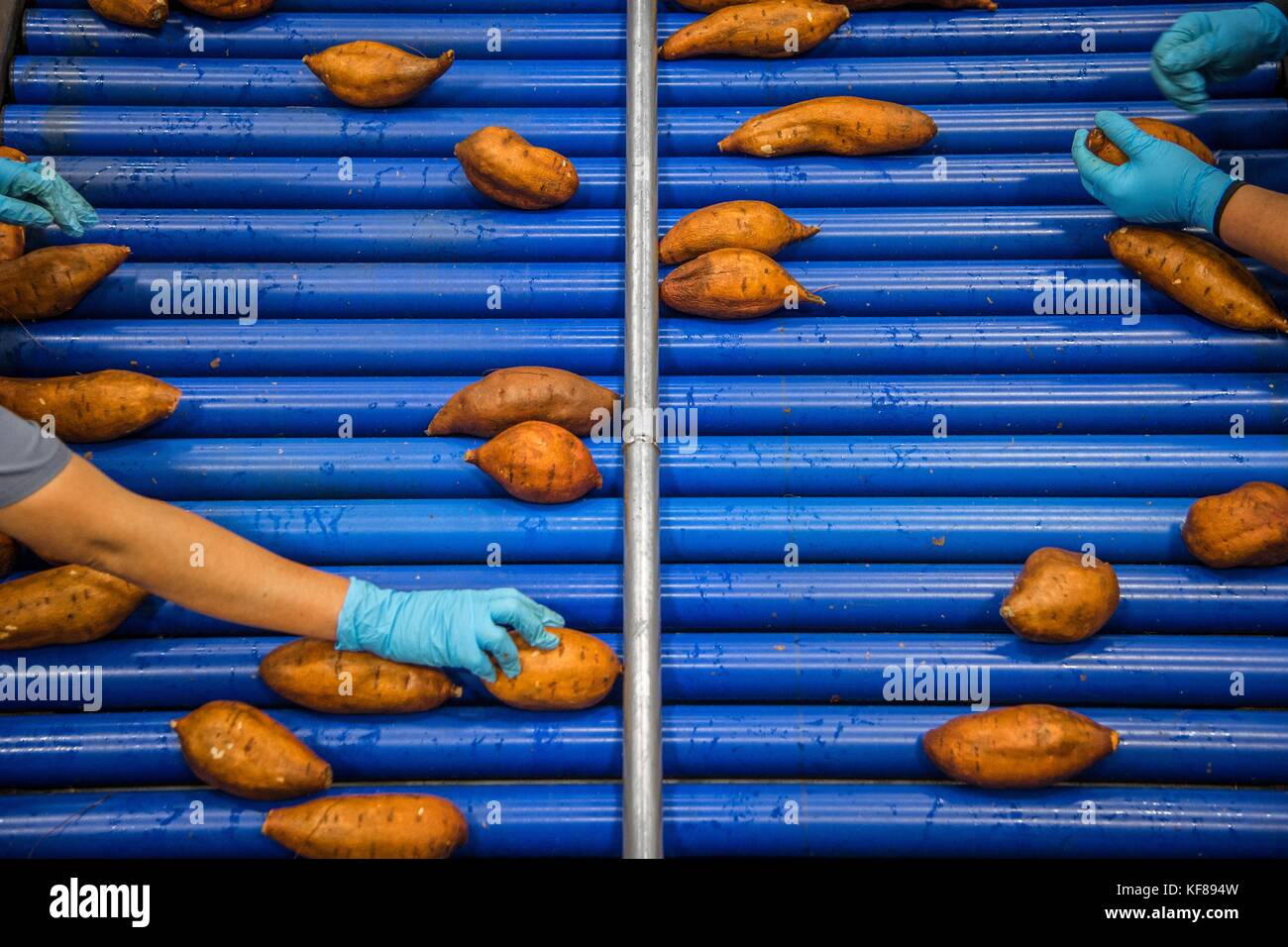 Farm hands process harvested sweet potatoes at Scott Family Farms