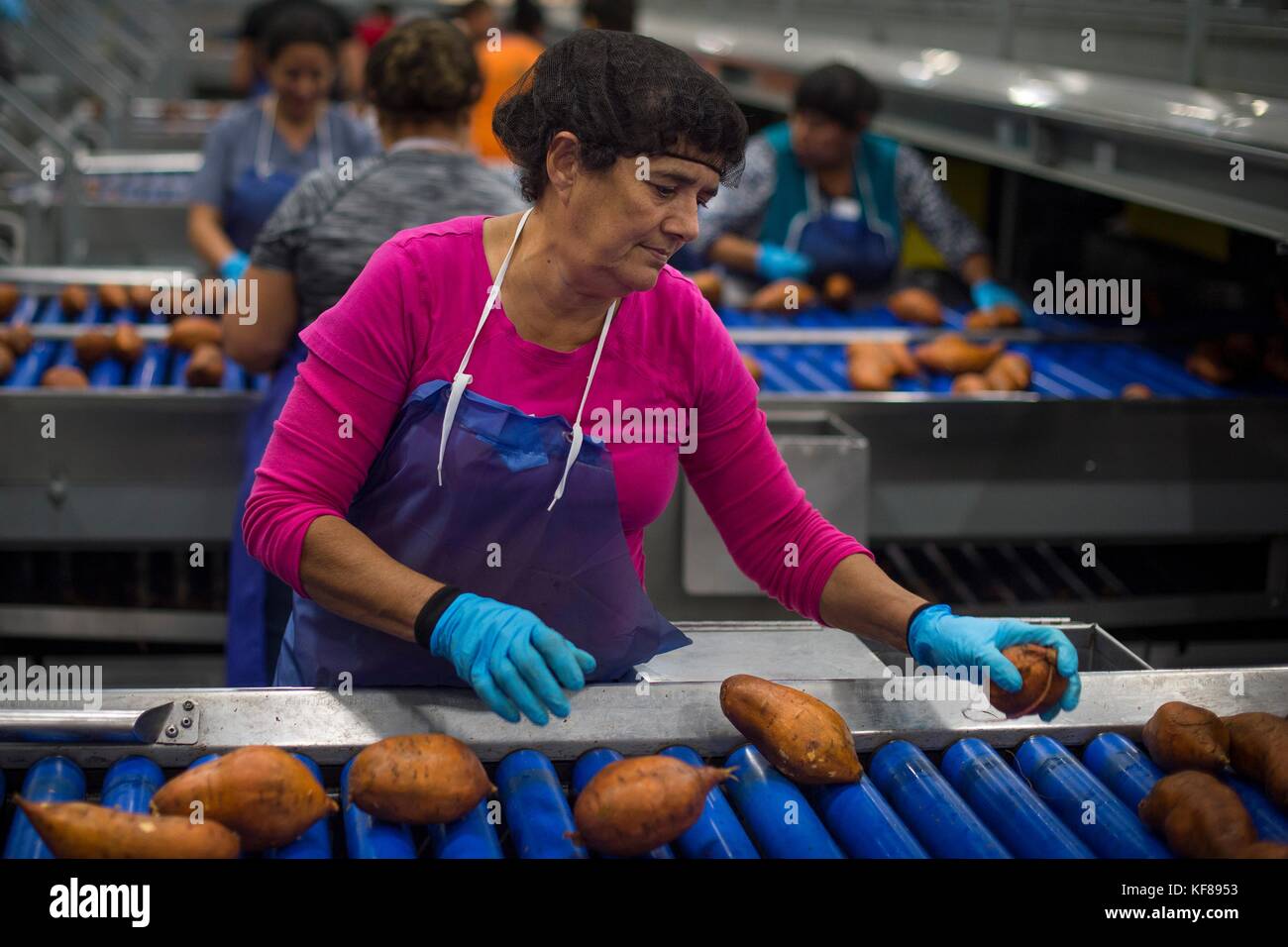 Farm hands process harvested sweet potatoes at Scott Family Farms