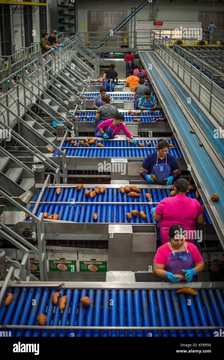 Farm hands process harvested sweet potatoes at Scott Family Farms