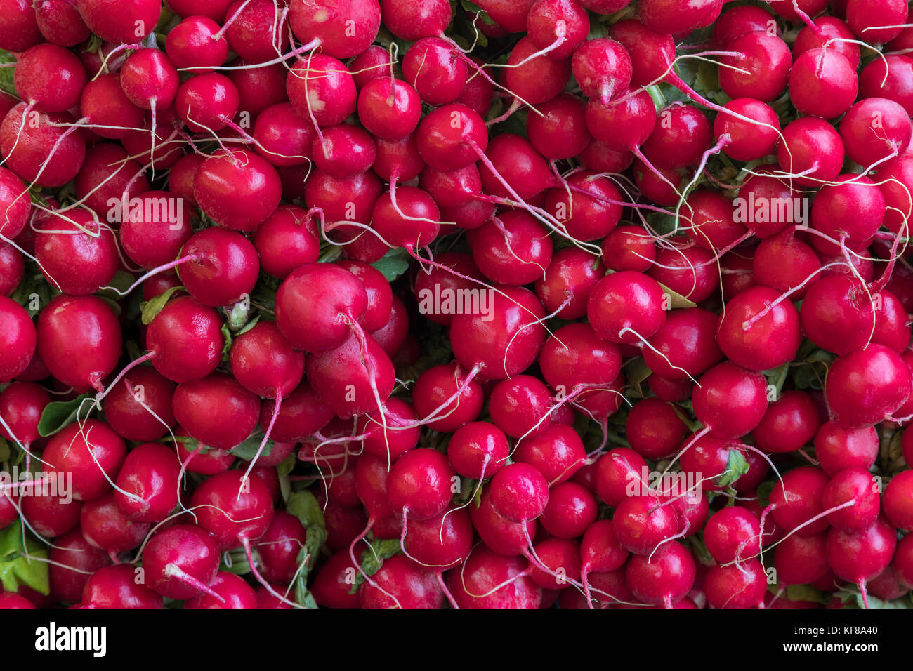 Radishes - an edible root vegetable of the Brassicaceae family . Radishes are grown and eaten throughout the world, mostly raw as a crunchy salad vege Stock Photo