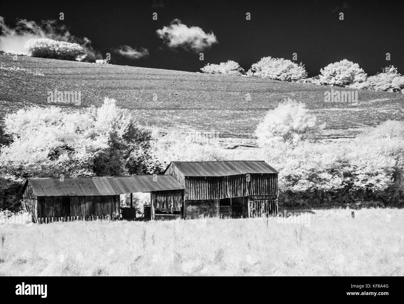 An old corrugated iron farm building in Exmoor shot in infrared. Stock Photo