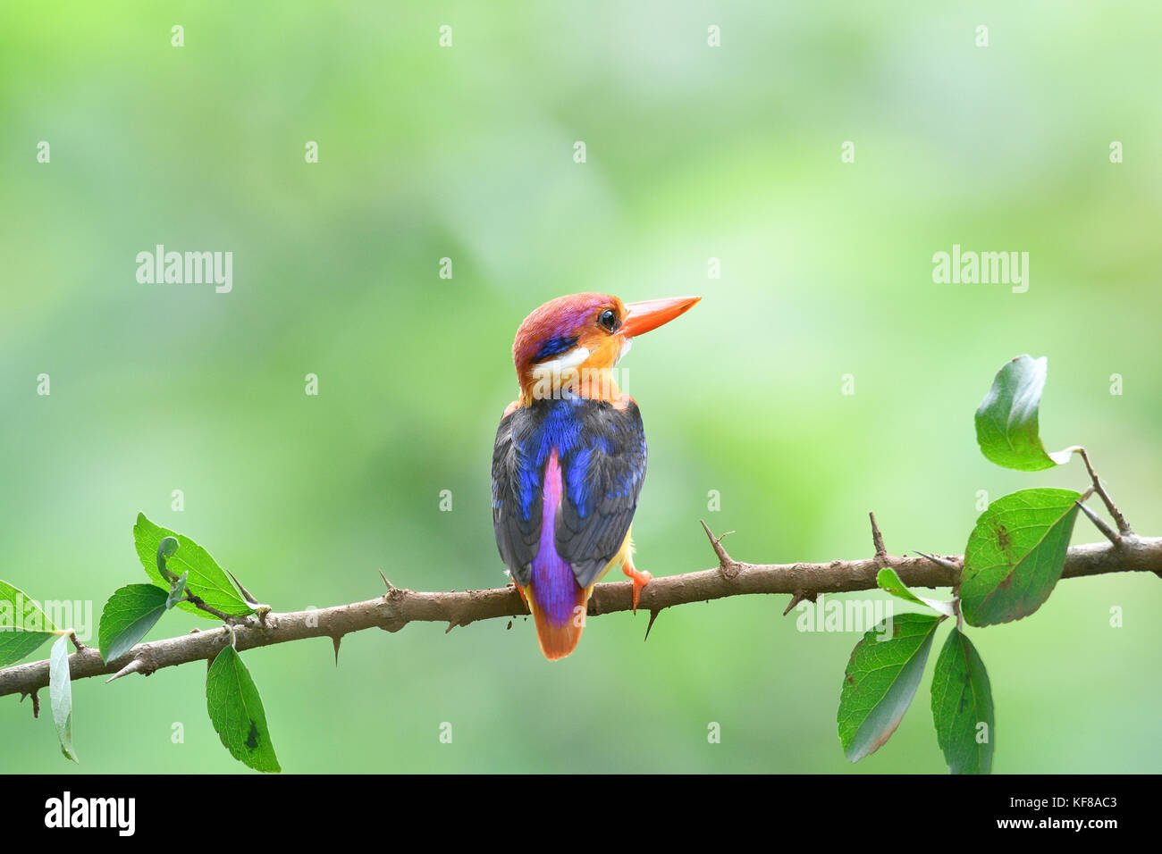 Oriental Dwarf Kingfisher Stock Photo