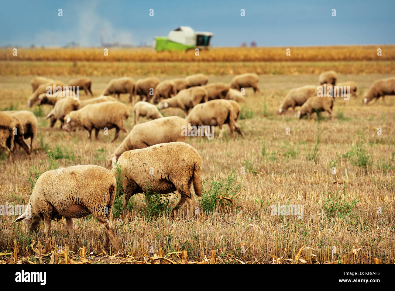 Sheep herd grazing on wheat stubble field, large group of dairy farm animals in meadow Stock Photo