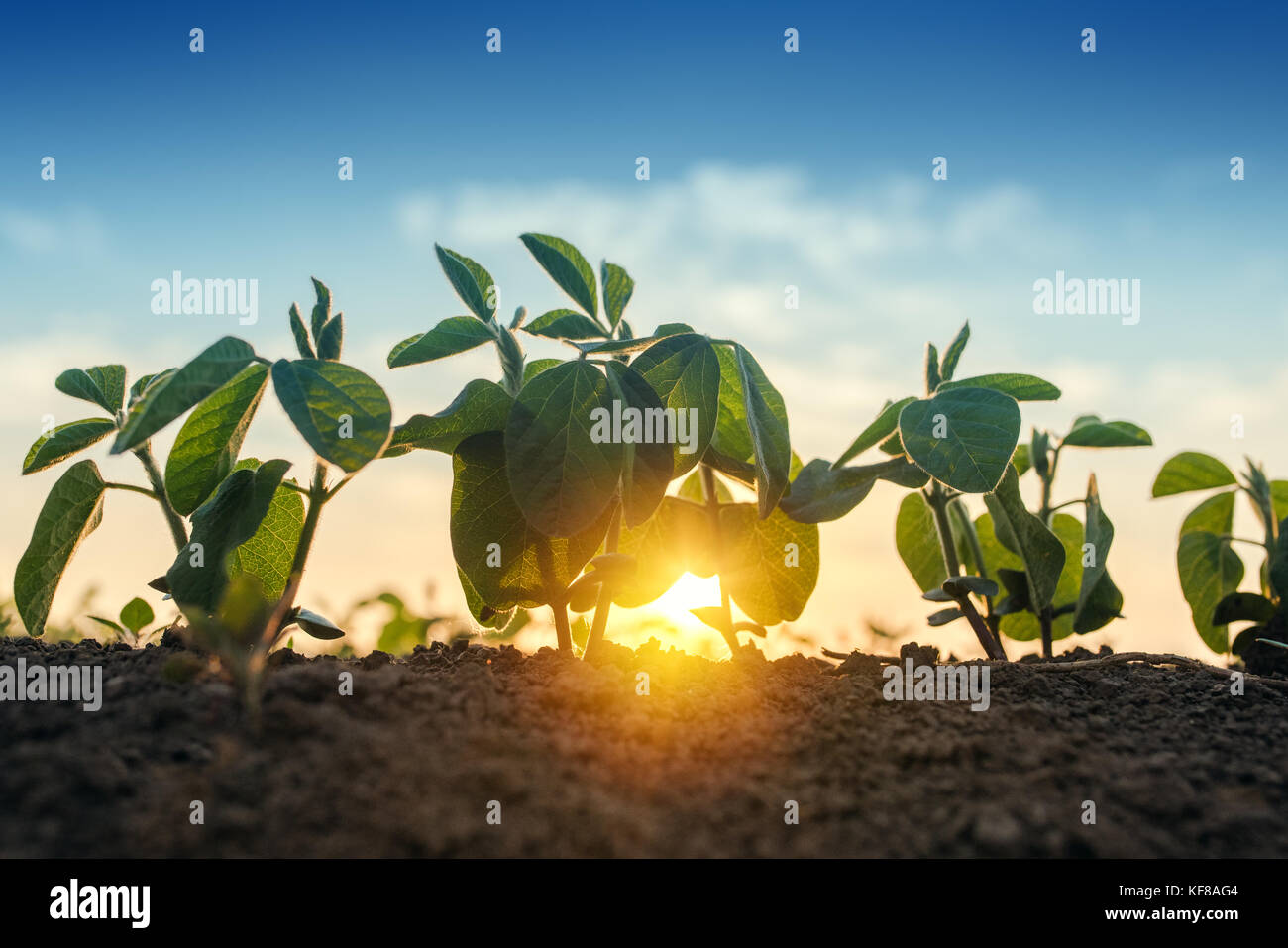 Sunrise in soybean field, sunlight beaming through the leaves of small green young plants of soya Stock Photo