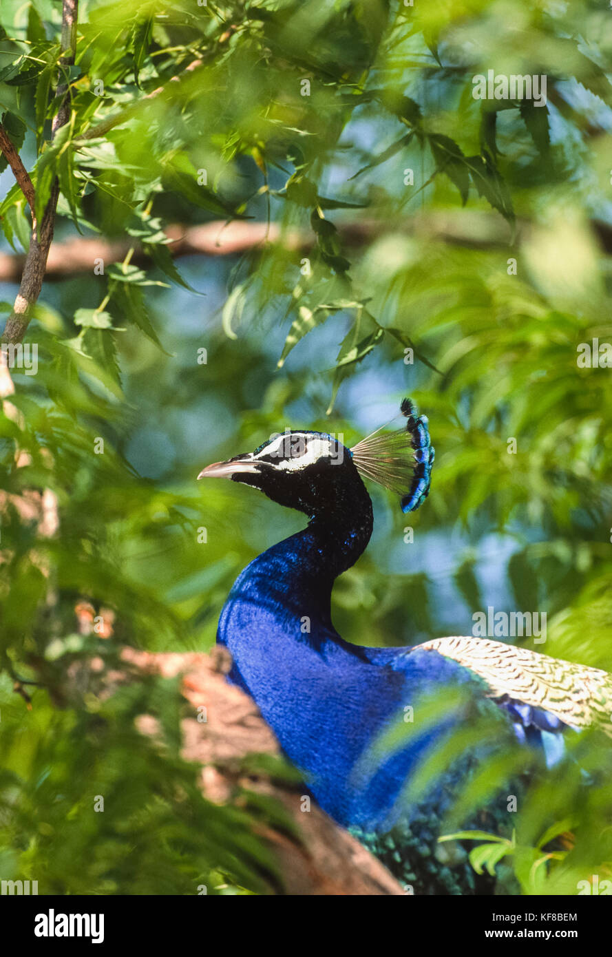 male Indian Peacock or Peafowl, (Pavo cristatus), Keoladeo Ghana National Park, Bharatpur, Rajasthan, India Stock Photo