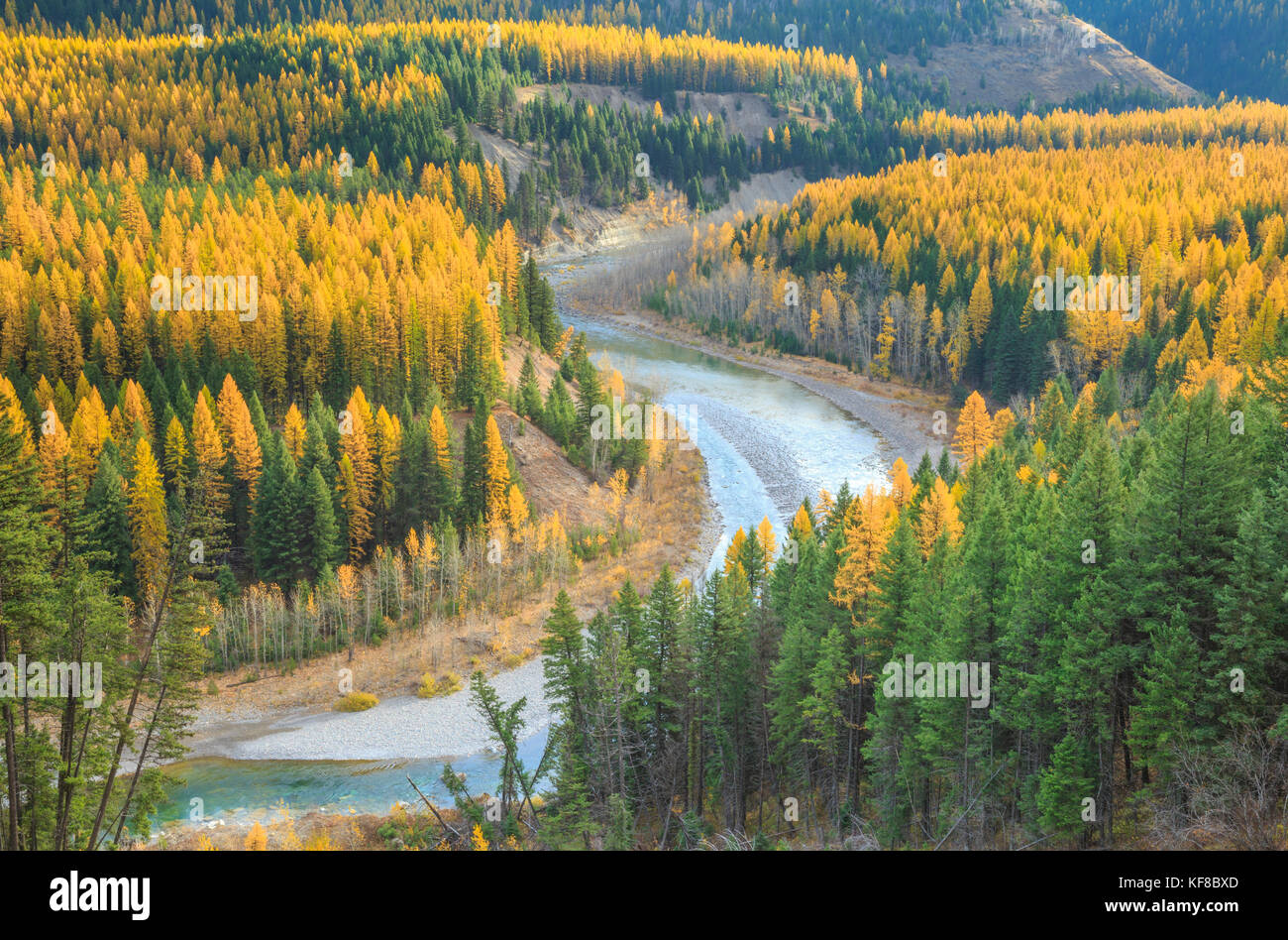 autumn larch in the valley of the middle fork flathead river along the border of glacier national park near essex, montana Stock Photo