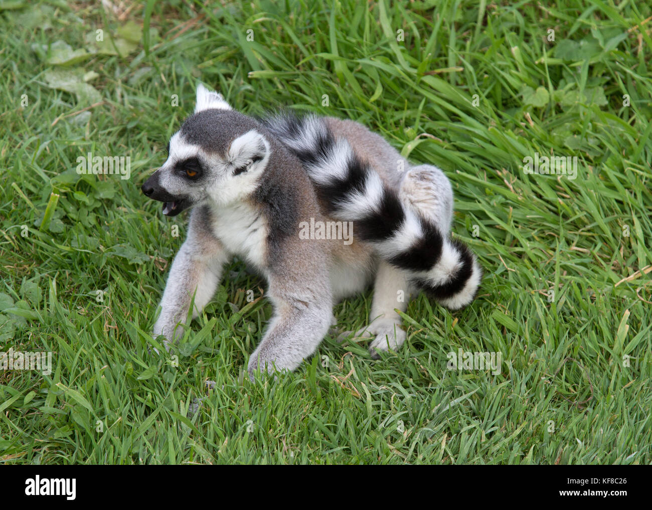 Young Ring-Tailed Lemur (Lemur catta) at 'Wild Place' Bristol UK Stock