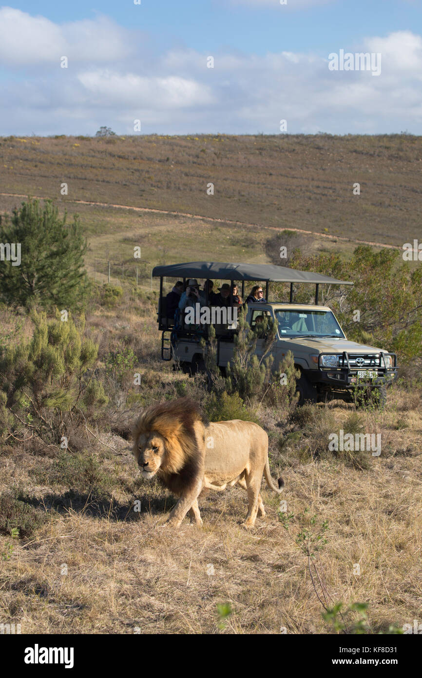 People on game drive watching lion, Botlierskop Private Game Reserve, Western Cape, South Africa Stock Photo