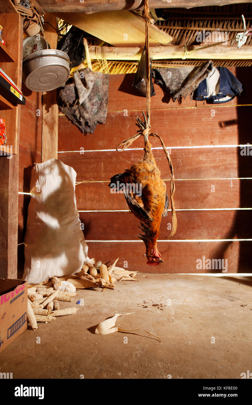 BELIZE, Punta Gorda, Toledo District, a chicken hangs before being prepared for lunch in the home of Desiree Mes, San Jose Maya Village Stock Photo