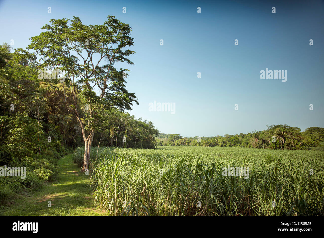 BELIZE, Punta Gorda, Toledo, some of the breathtaking scenery located around Belcampo Belize