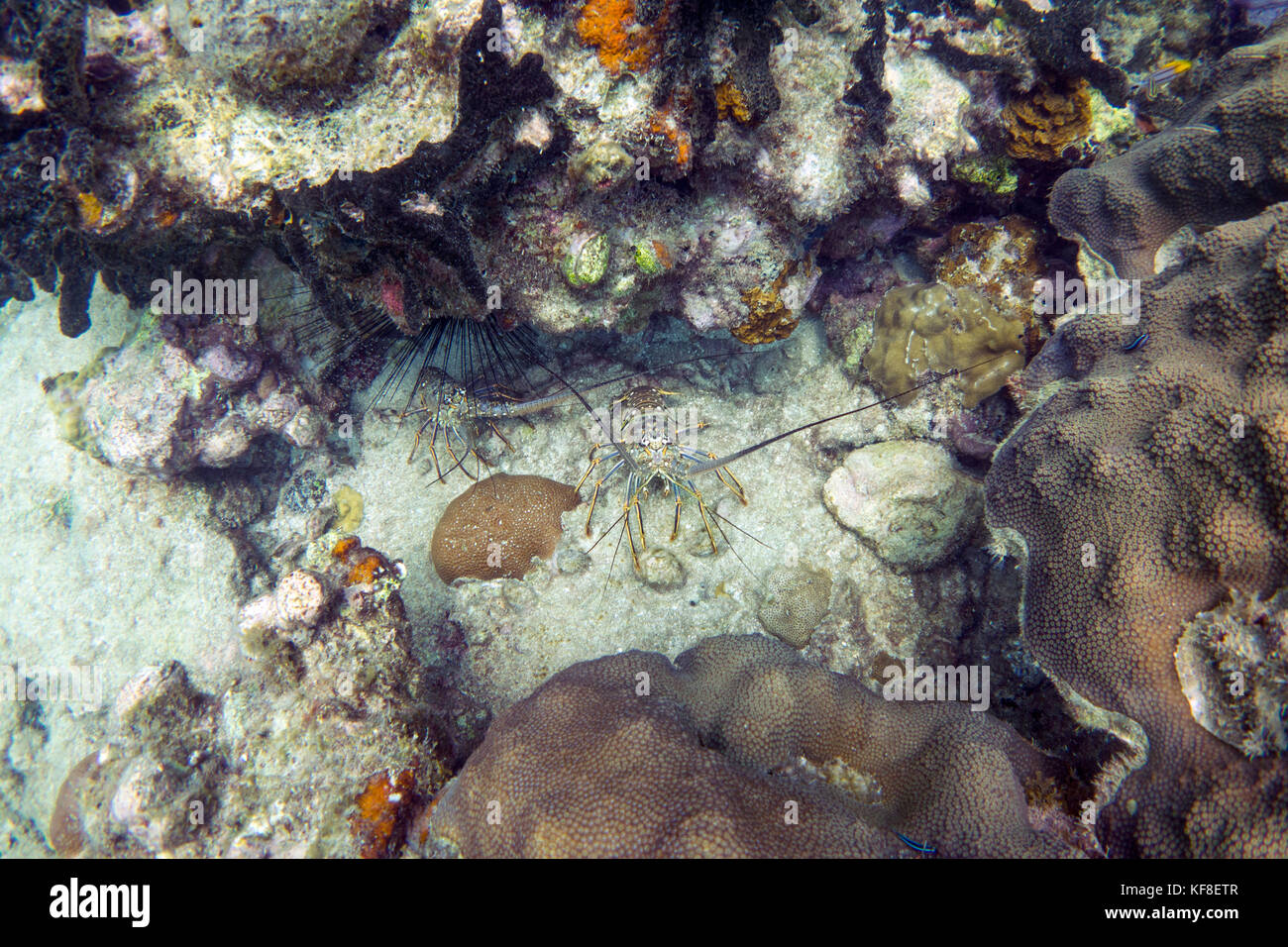 BELIZE, Punta Gorda, Toledo, guests can go Snorkeling with the Chef