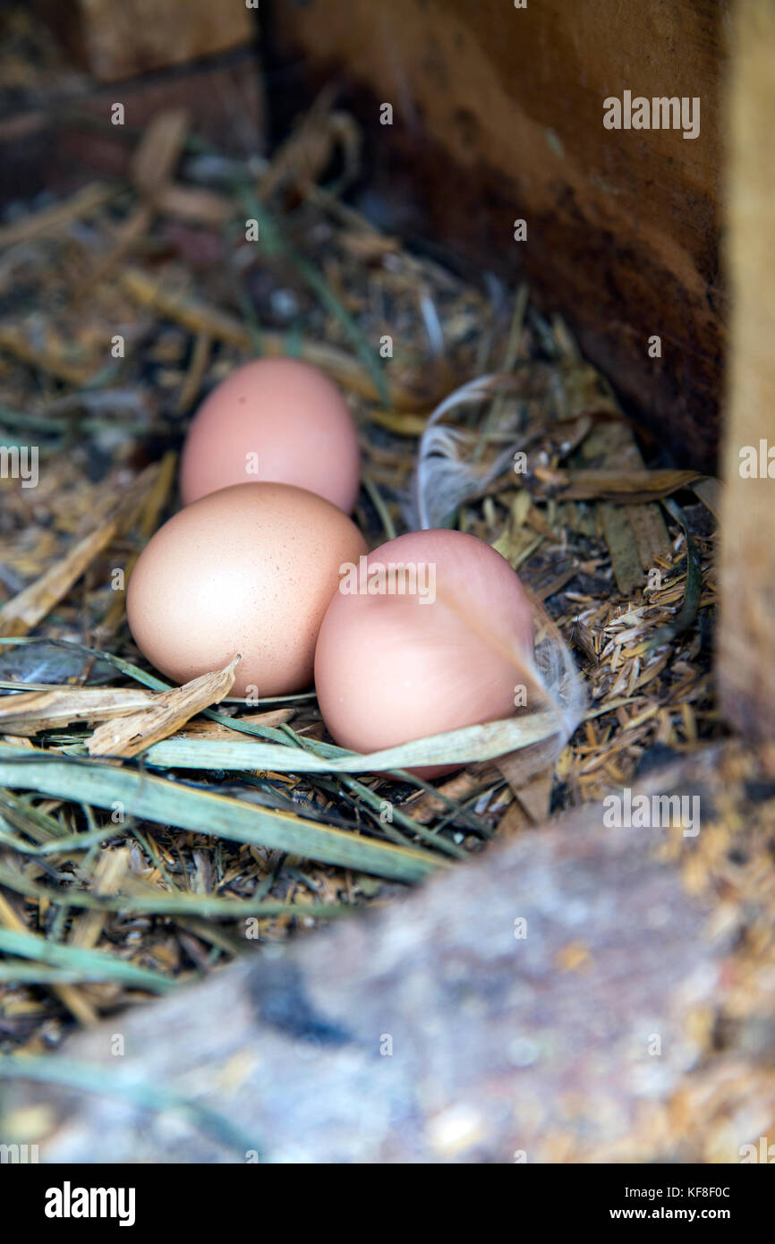BELIZE, Punta Gorda, Toledo, Belcampo Belize Lodge and Jungle Farm