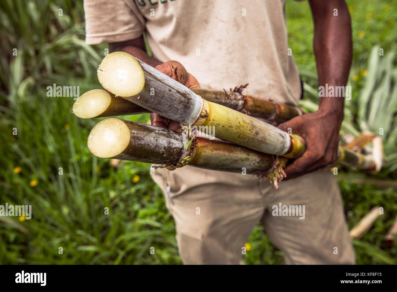 BELIZE, Punta Gorda, Toledo, guests can participate in a Jungle Mixology Demo where they'll be shown how to combine farm fresh ingrediants with an arr Stock Photo