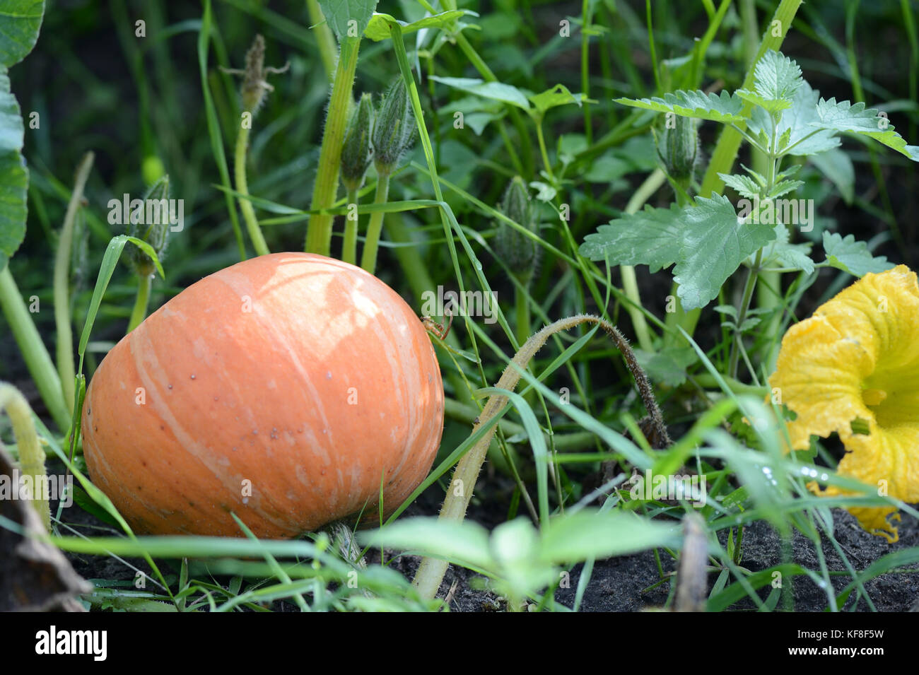 Pumpkin ripens in a vegetable garden close up Stock Photo - Alamy