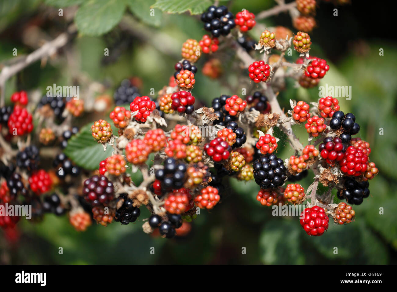 Ripe and unripe blackberries growing in a Norfolk hedgerow. Stock Photo