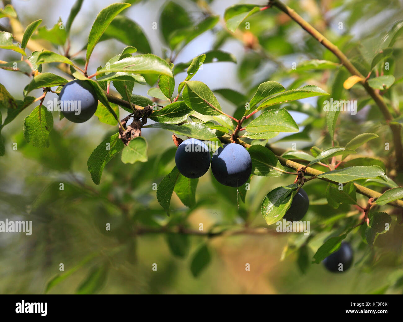 Wild damsons on the branch growing in a hedgerow in Norfolk, England. Stock Photo