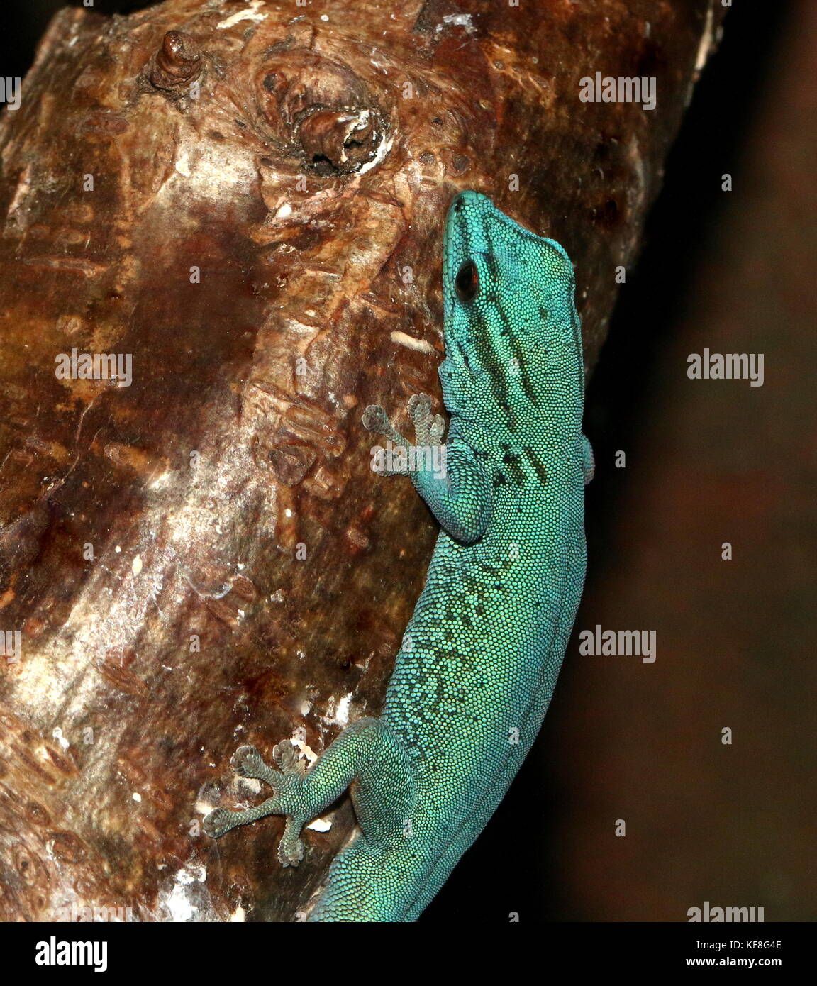 Tanzanian Turquoise Dwarf Gecko or William's dwarf gecko (Lygodactylus williamsi ), also Electric Blue Gecko Stock Photo