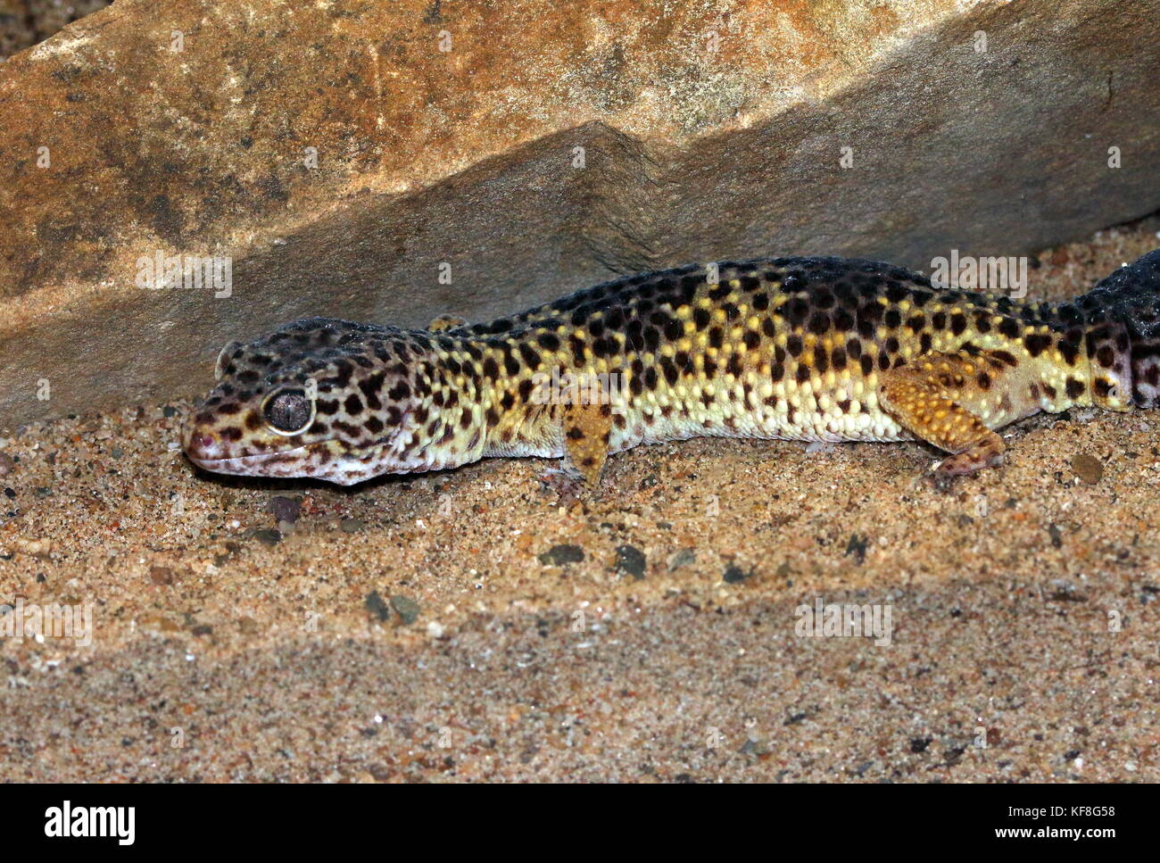 Asian  Leopard gecko (Eublepharis macularius), found in Pakistan and India. Stock Photo
