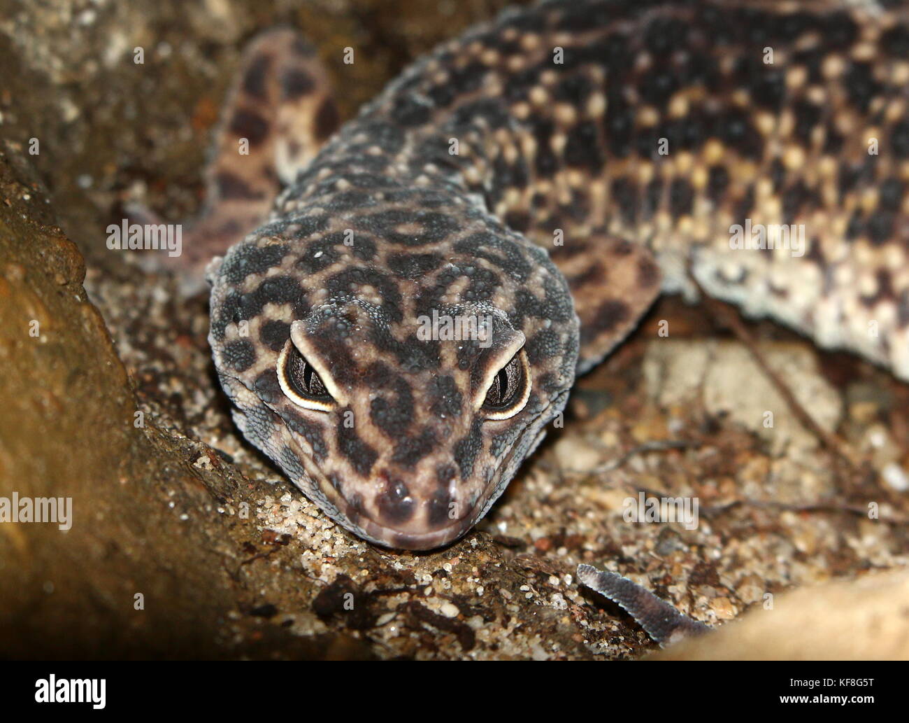 Closeup of the head of an Asian  Leopard gecko (Eublepharis macularius), found in Pakistan and India. Stock Photo