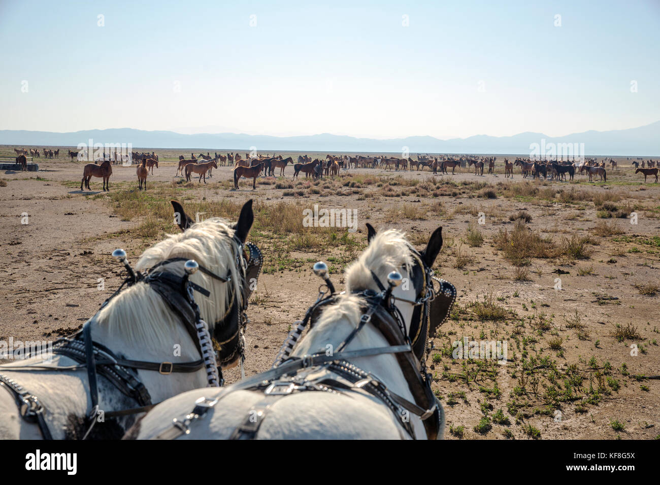 USA, Nevada, Wells, guests can participate in HorseDrawn Wagon Rides