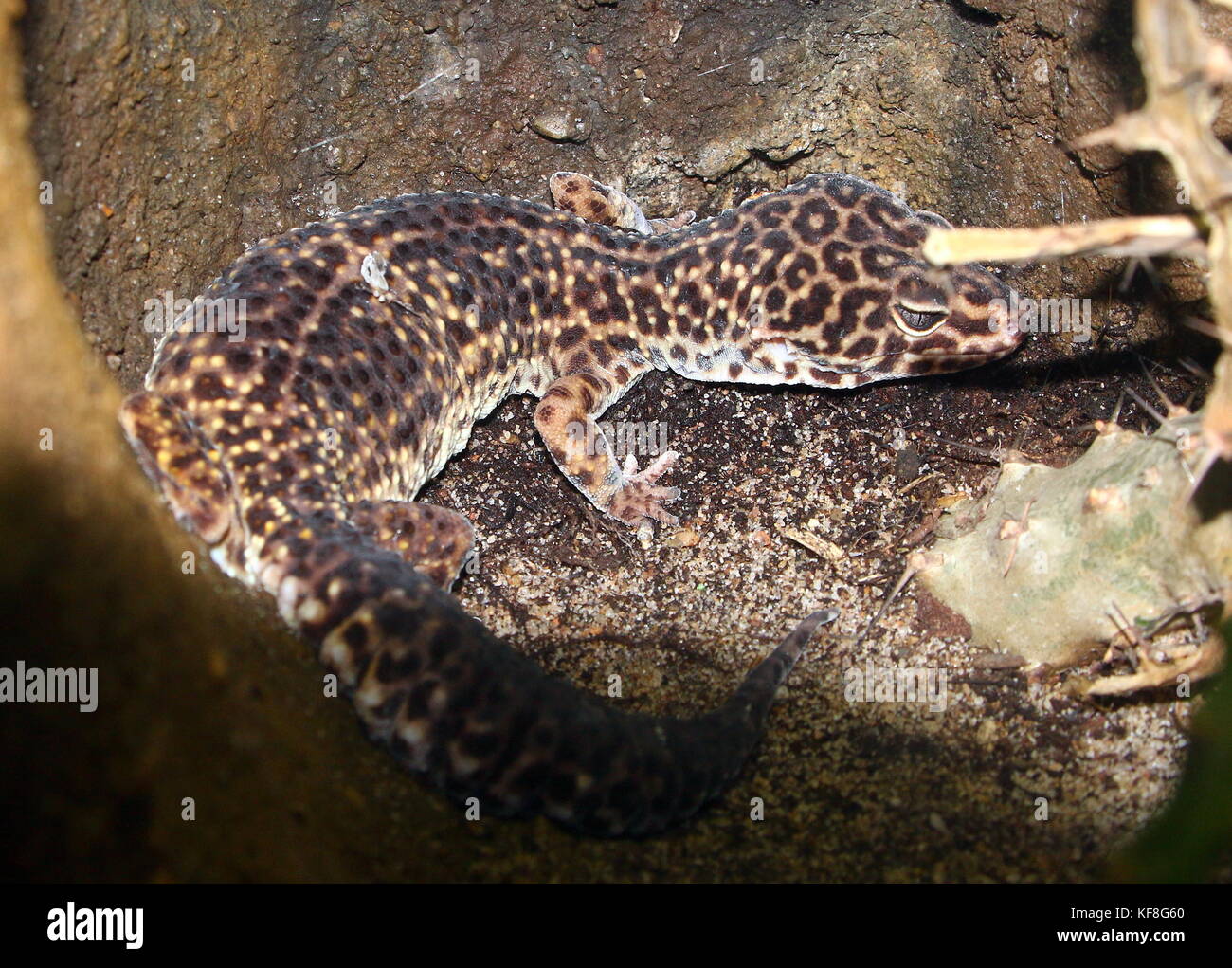 Asian  Leopard gecko (Eublepharis macularius), found in Pakistan and India. Stock Photo