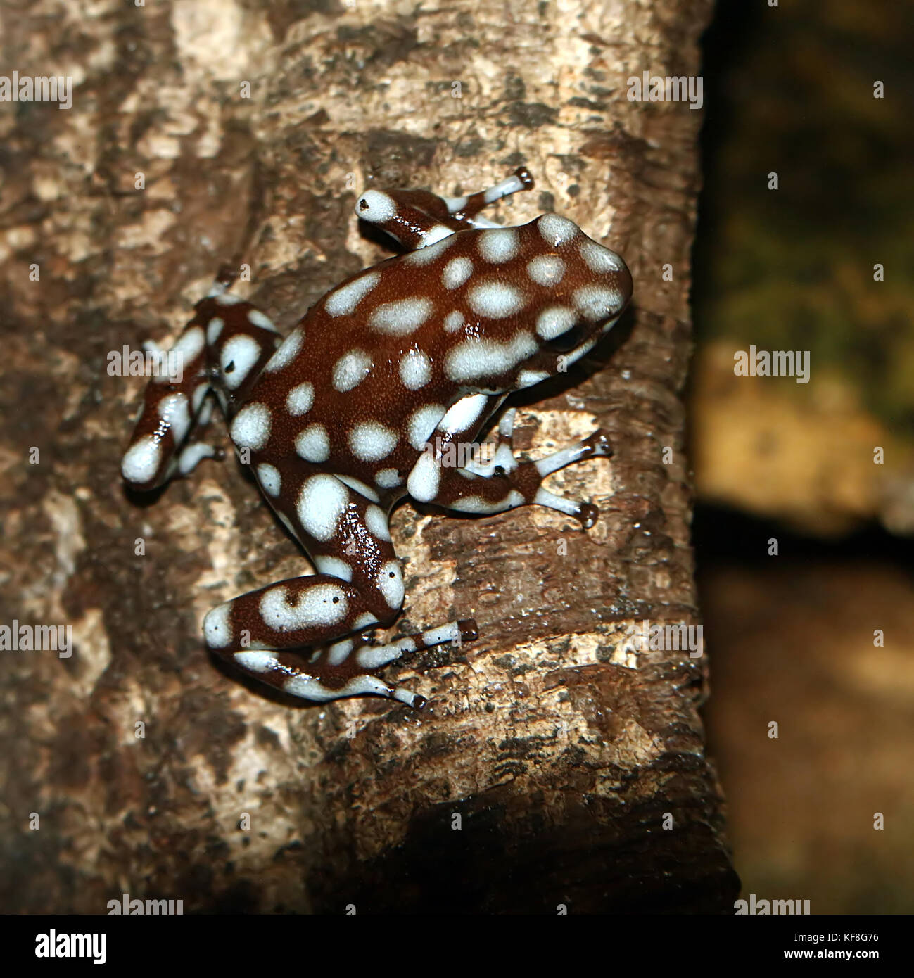 Peruvian  Marañón poison frog (Excidobates mysteriosus) Stock Photo
