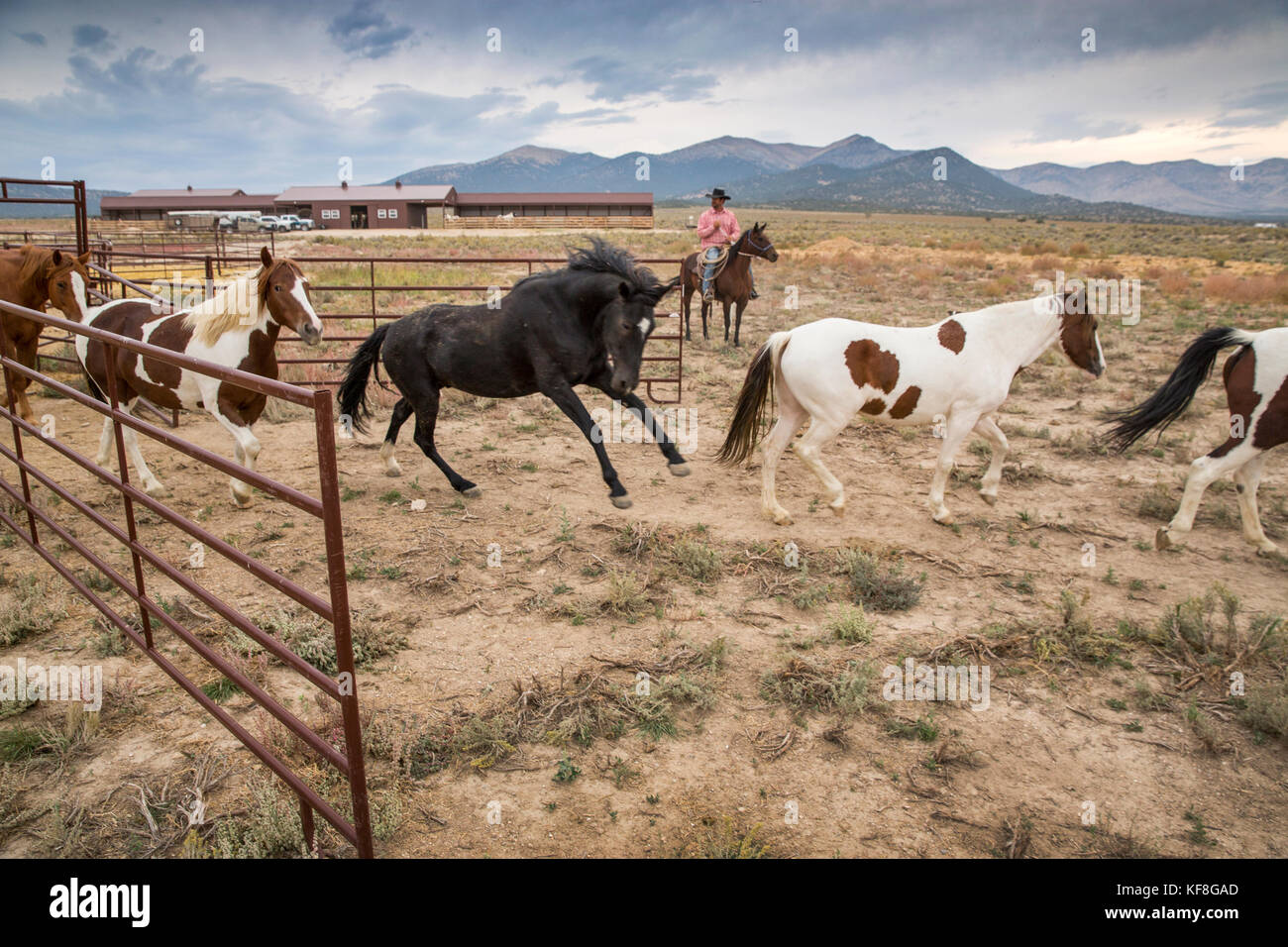 USA, Nevada, Wells, Mustang Monument, A sustainable luxury eco friendly