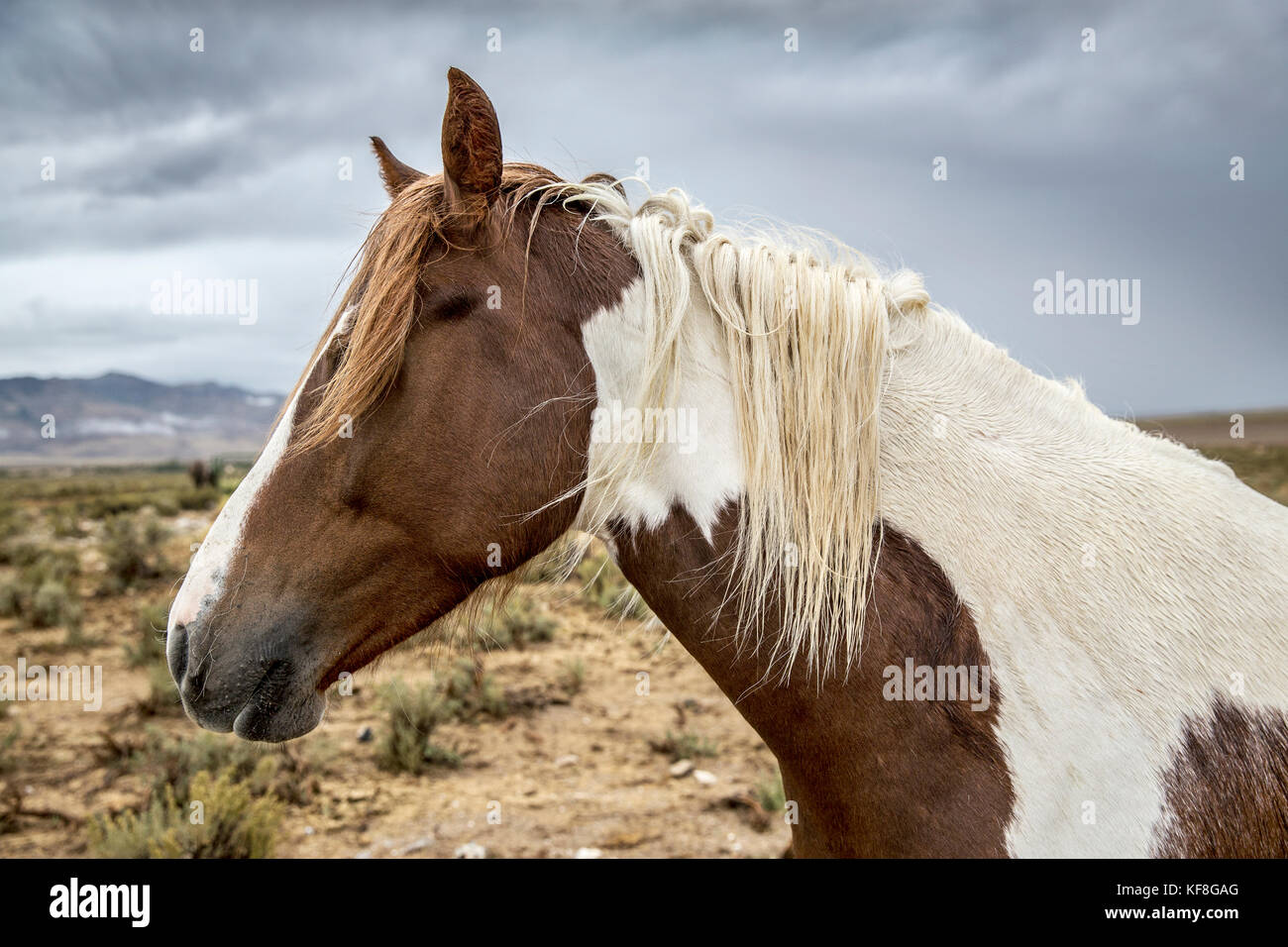 USA, Nevada, Wells, Mustang Monument, A sustainable luxury eco friendly