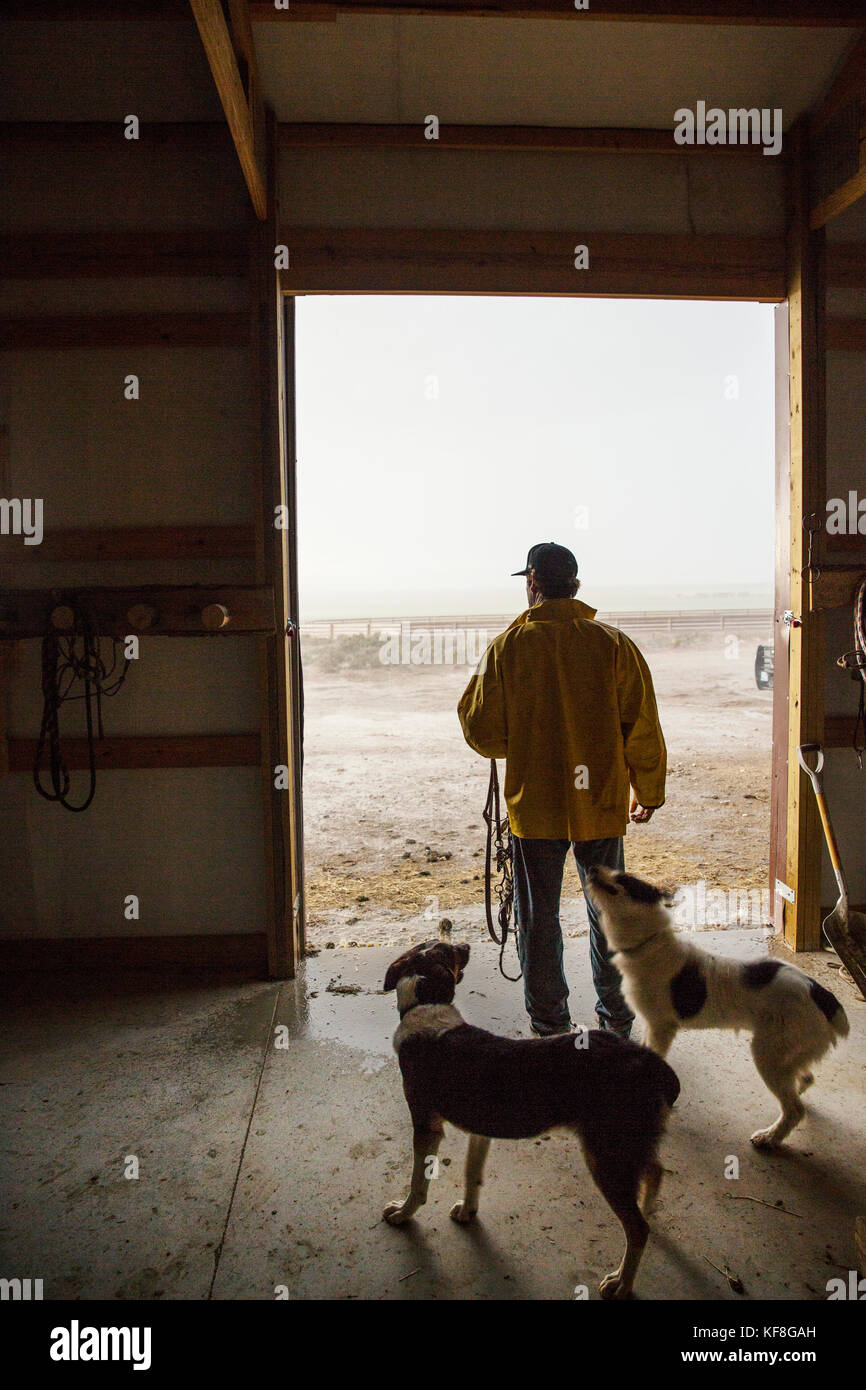 USA, Nevada, Wells, cowboy and wrangler Clay Nannini takes care of the