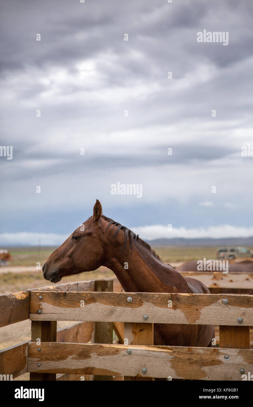 USA, Nevada, Wells, Mustang Monument, A sustainable luxury eco friendly