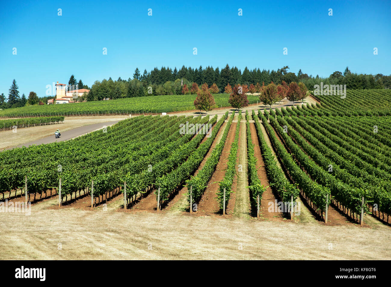 USA, Oregon, Willamette Valley, rows of vines at Domaine Serene, Dayton Stock Photo