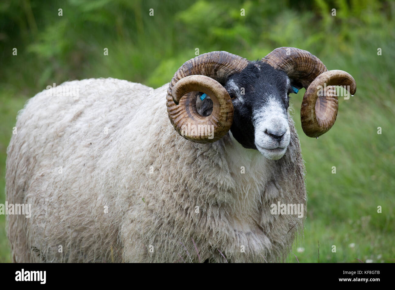 Mature Scottish Blackface ram sheep Galloway Scotalnd Stock Photo - Alamy