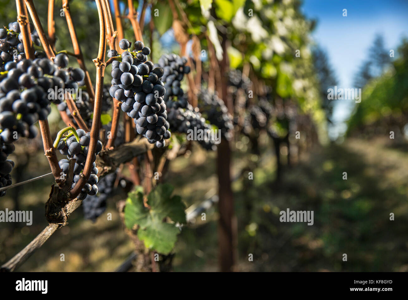 USA, Oregon, Willamette Valley, Pinot Noir grapes in a block near to the tasting room at Sotor Vineyards, Carlton Stock Photo