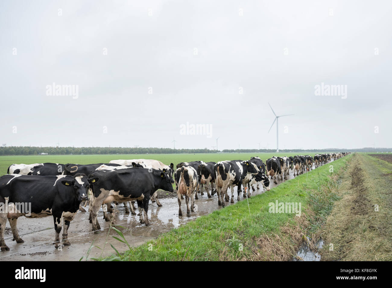 black and white cows in dutch landscape near farm in province of ...
