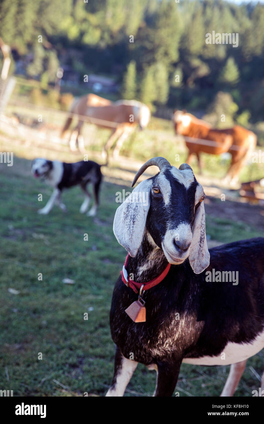 USA, Oregon, Willamette Valley, "Goteo" the goat stands in the yard at