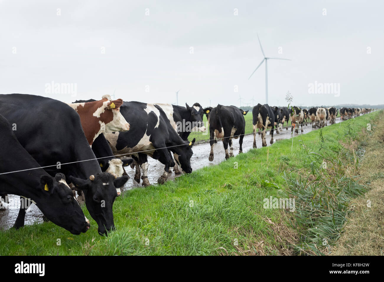 black and white cows in dutch landscape near farm in province of ...