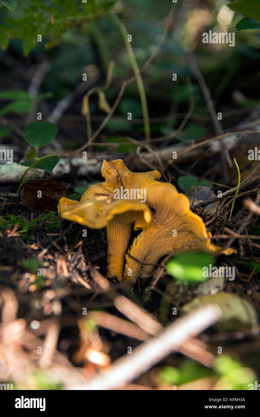 USA, Oregon, Willamette Valley, large yellow Chanterelle mushrooms on