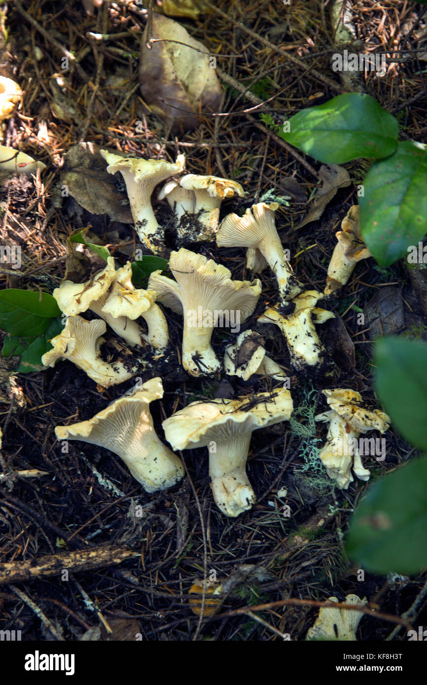 USA, Oregon, Willamette Valley, a collection of large white Chanterelle