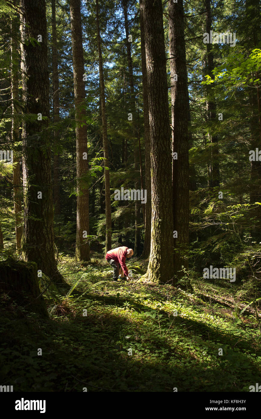 USA, Oregon, Willamette Valley, shots of Jack Czarnecki hunting for Chanterelle mushrooms in the