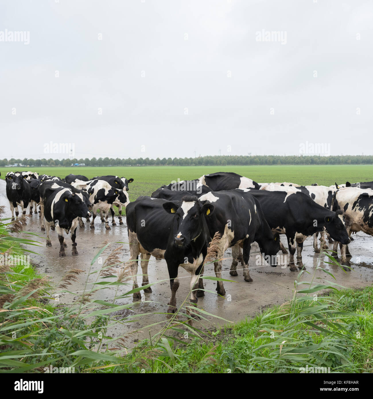 black and white cows in dutch landscape near farm in province of ...