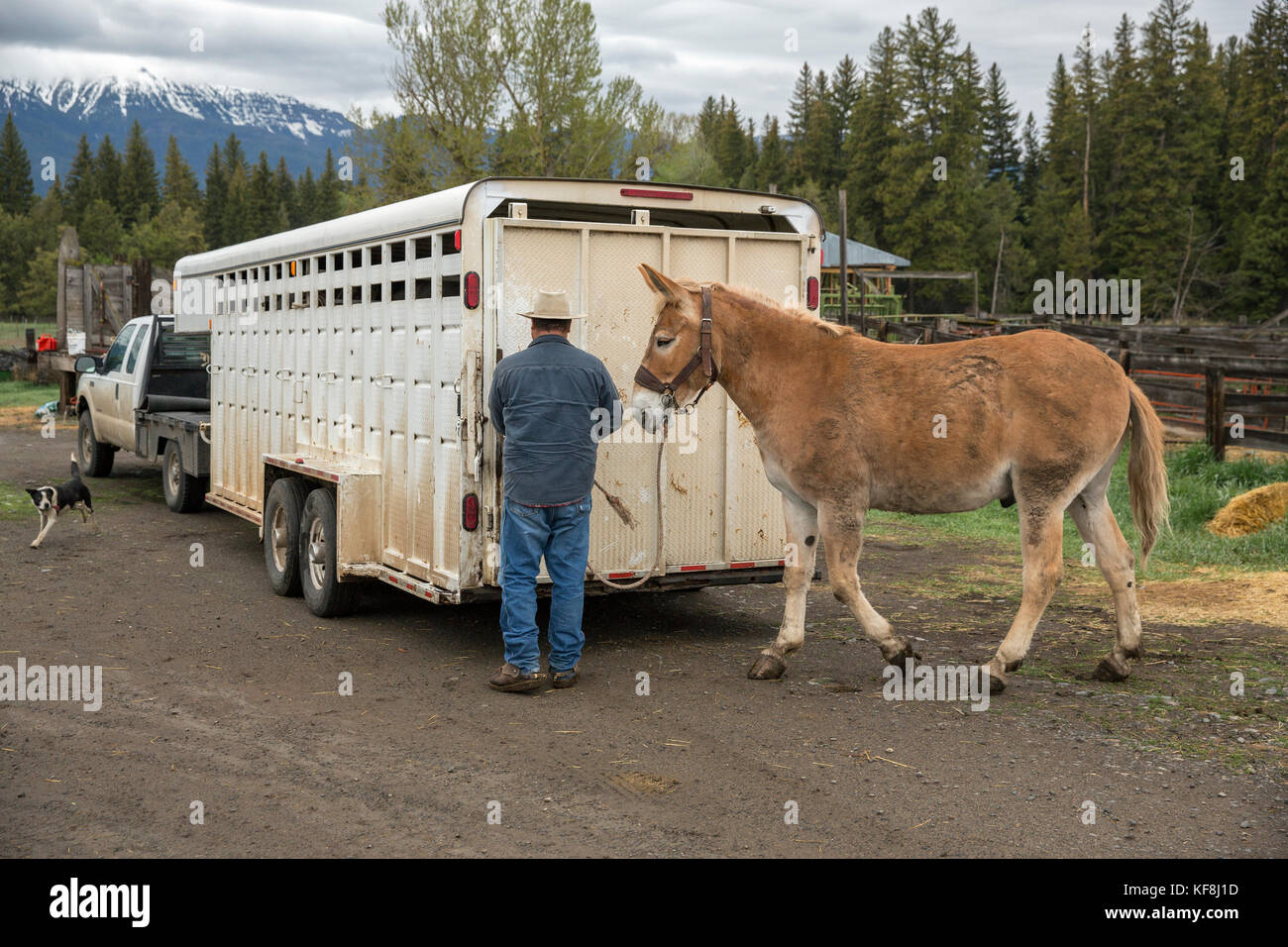 Typical Oregon Rancher USA, Oregon, Enterprise, Cowboy and Rancher Todd Nash gathers his mule ...