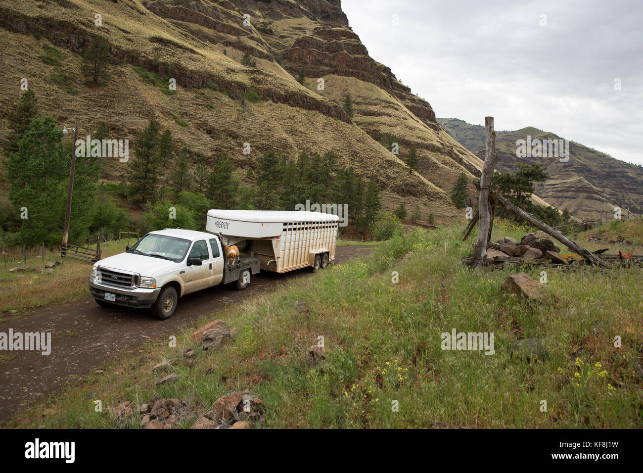 Typical Oregon Rancher USA, Oregon, Joseph, Cowboy and Rancher Todd Nash drives his horses up ...