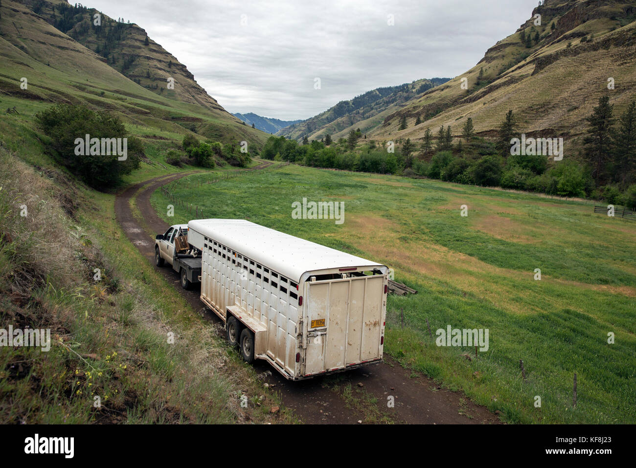 Typical Oregon Rancher USA, Oregon, Joseph, Cowboy and Rancher Todd Nash drives his horses up ...