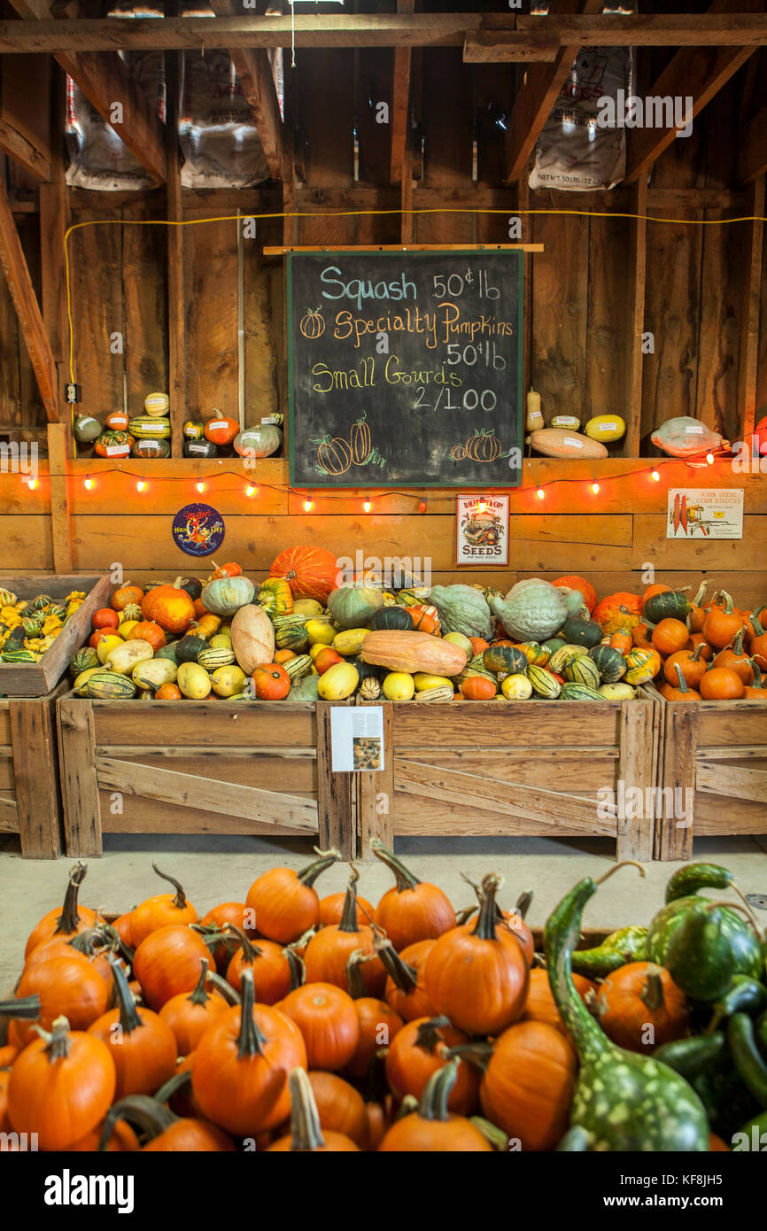 USA, Oregon, Bend, pumpkins and squash for sale at the annual pumpkin