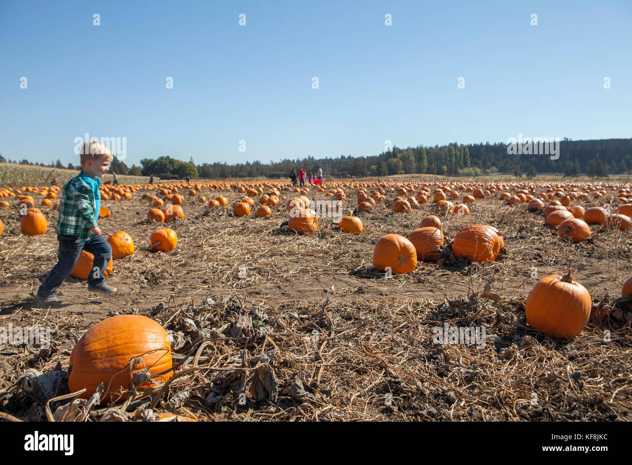 USA, Oregon, Bend, a young boy runs through the pumpkins at the annual