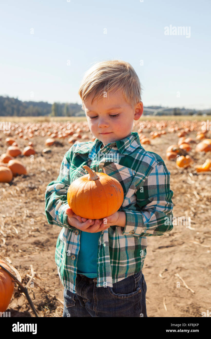 USA, Oregon, Bend, a young boy chooses a pumpkin at the annual pumpkin