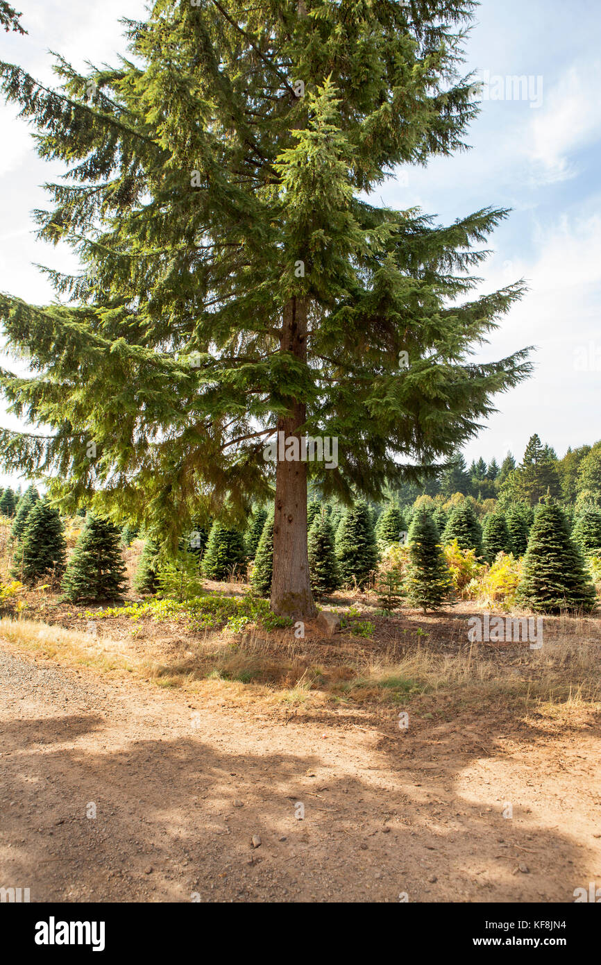 USA, Oregon, Corbett, Trout Creek Tree Farm, 80 acres of Noble fir