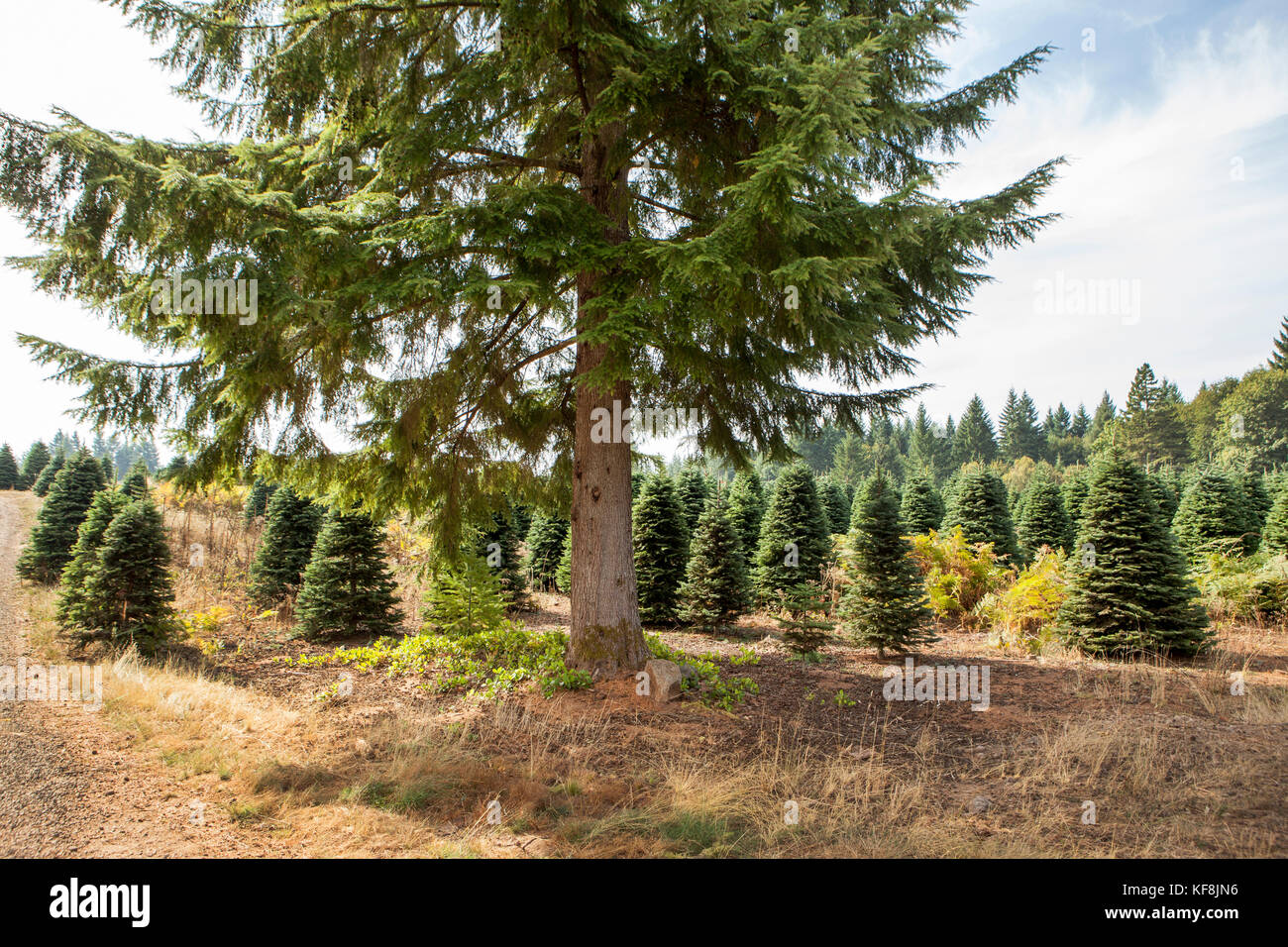 USA, Oregon, Corbett, Trout Creek Tree Farm, 80 acres of Noble fir
