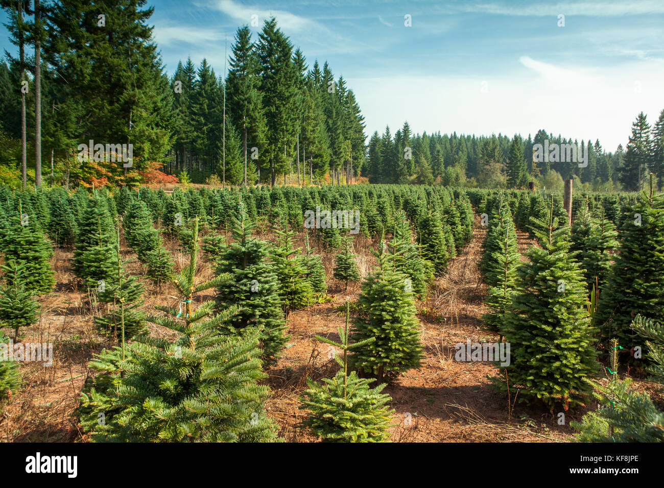 USA, Oregon, Corbett, Trout Creek Tree Farm, 80 acres of Noble fir